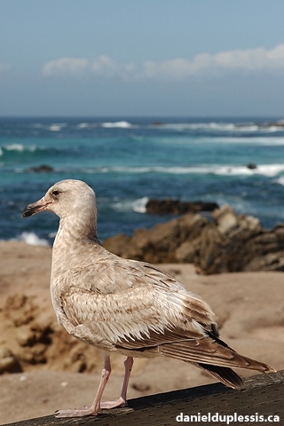 Juvenile seagull