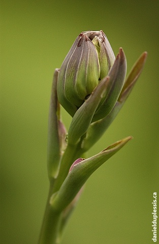 fleur de hosta